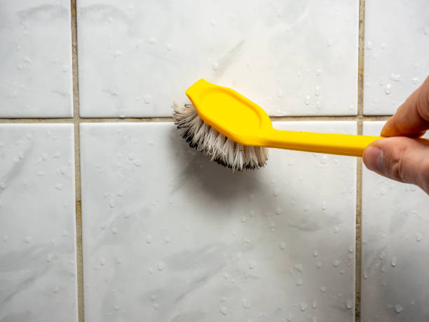 Best Commercial Mold Remediation in Swanton, OH