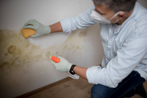 Best Emergency Mold Remediation in Swanton, OH