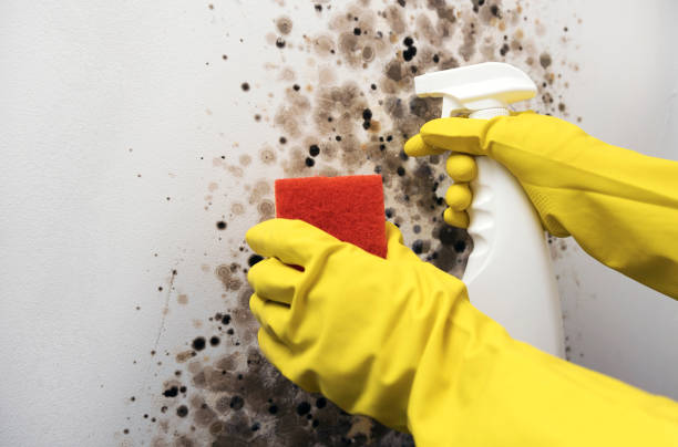 Best Industrial Mold Remediation in Swanton, OH
