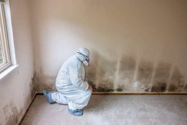 Best DIY Mold Remediation Support Services in Swanton, OH