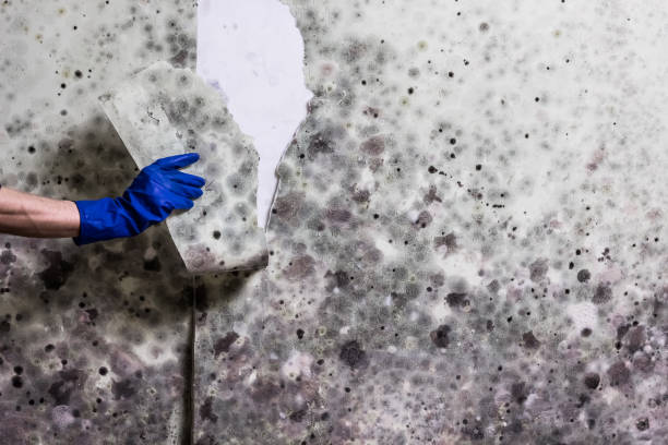 Best Emergency Mold Remediation in Swanton, OH